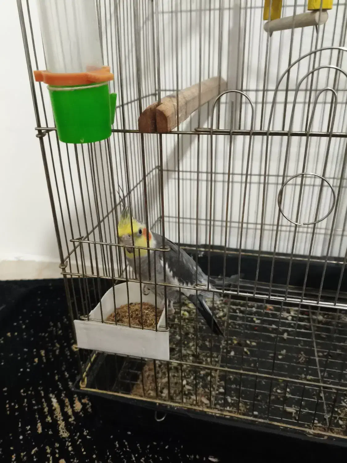 عروس هلندی نر بالغ|پرنده|بومهن, |دیوار