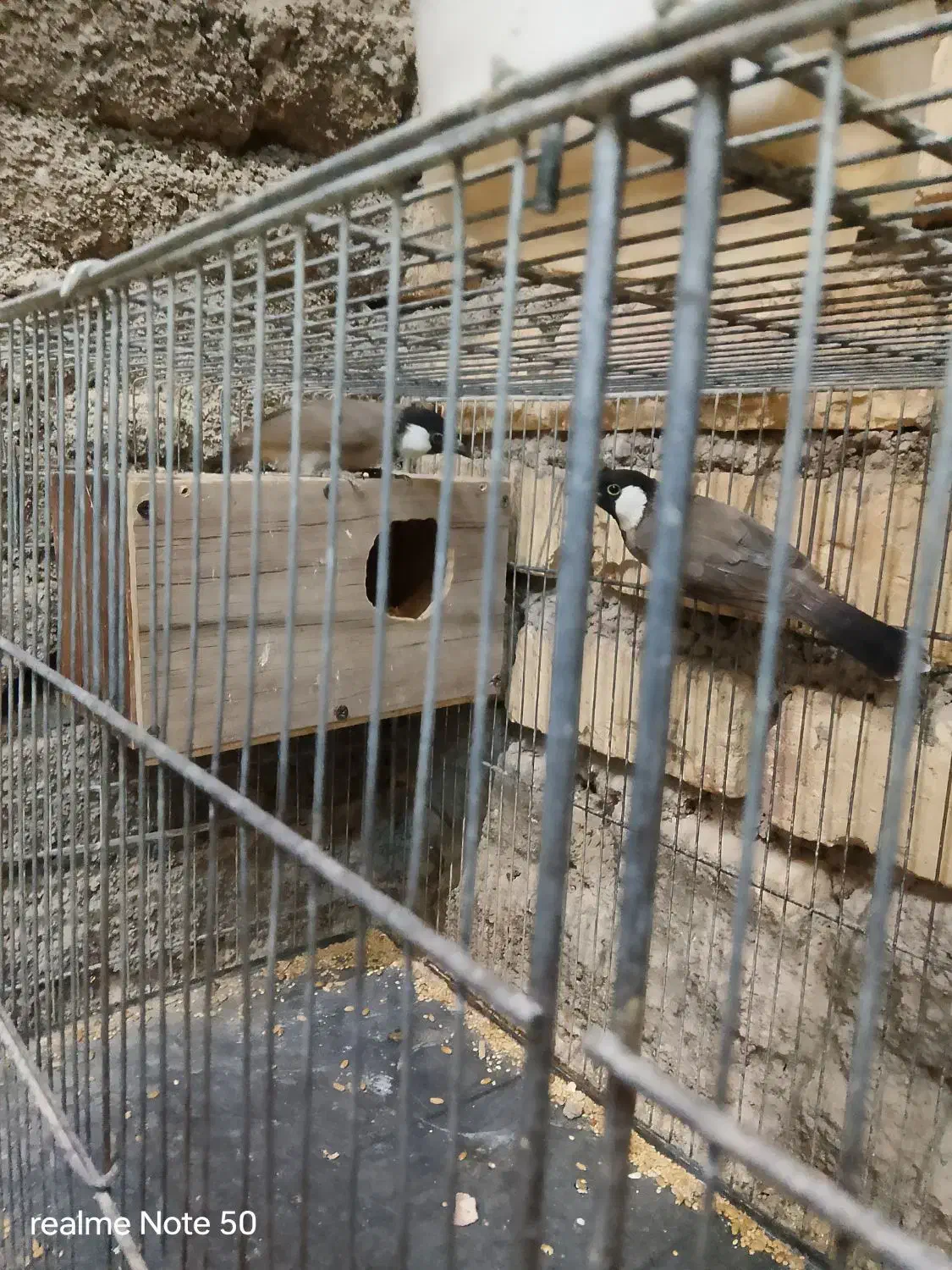 پرنده|پرنده|نطنز, |دیوار