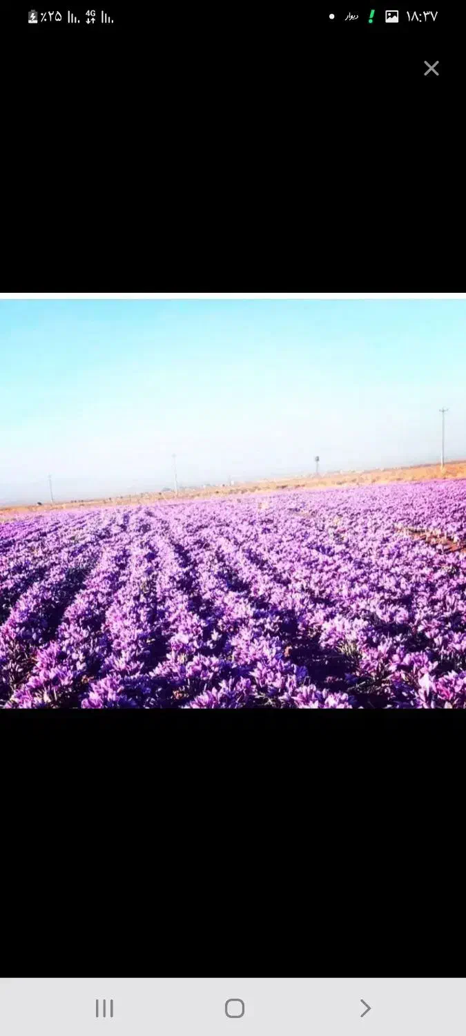 سرویس همراه با کارگر برای جمع کردن زعفران|خدمات حمل و نقل|تربت‌حیدریه, سیلوی گندم|دیوار