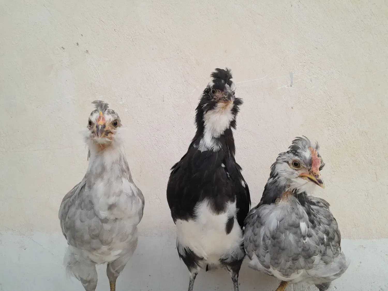 نیمچه و جوجه های گلین|حیوانات مزرعه|رامهرمز, |دیوار