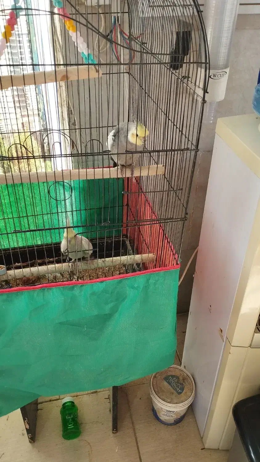 عروس هلندی نر و ماده مولد|پرنده|قم, پردیسان|دیوار