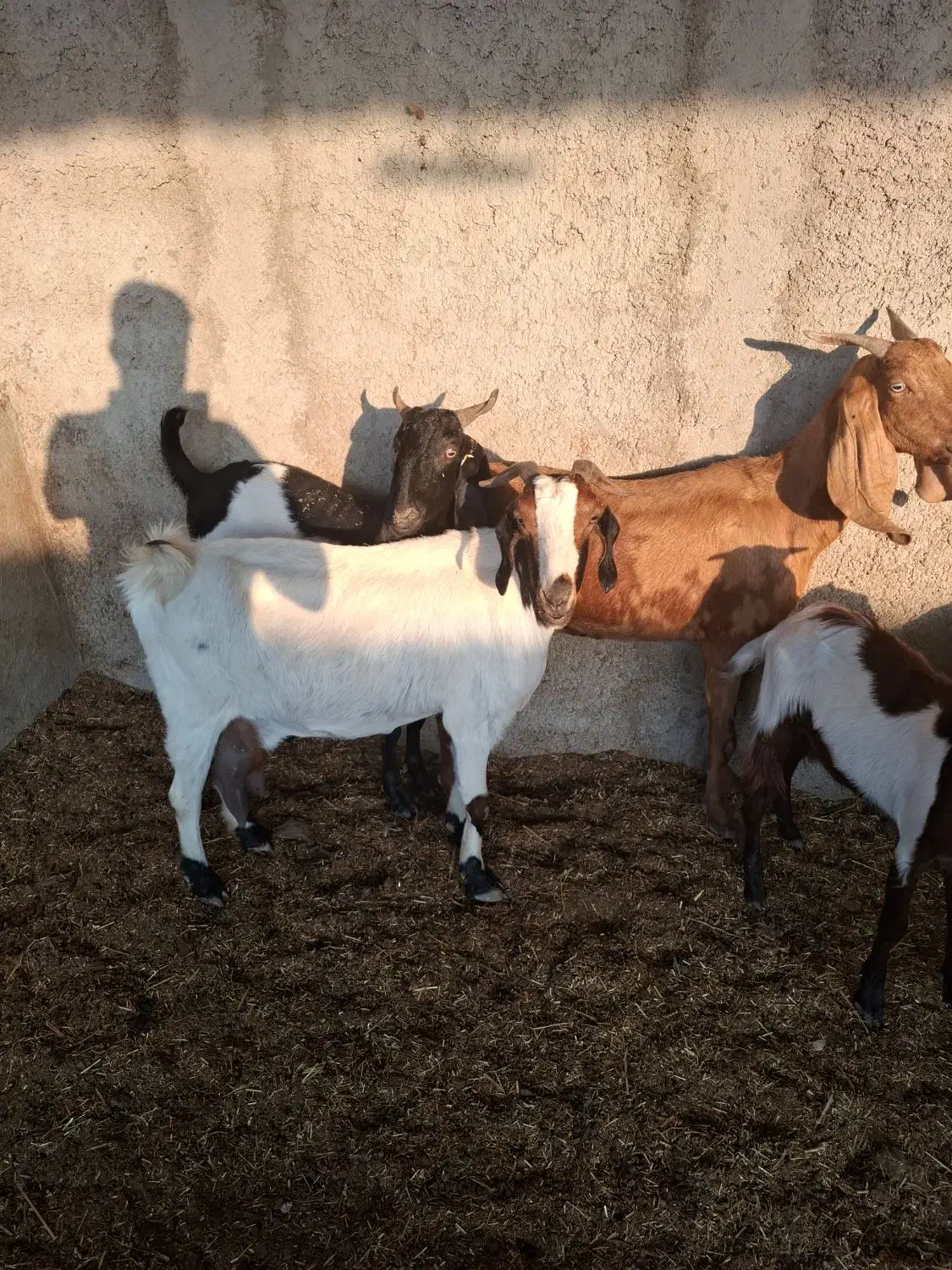 ۶بز|حیوانات مزرعه|اهواز, دغاغله|دیوار