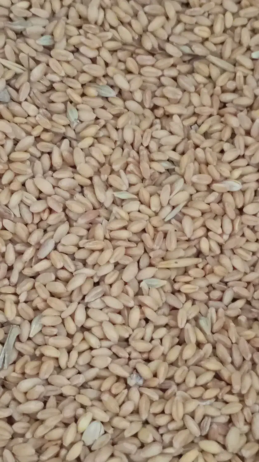 بذر گندم|خوردنی و آشامیدنی|انگوت, |دیوار