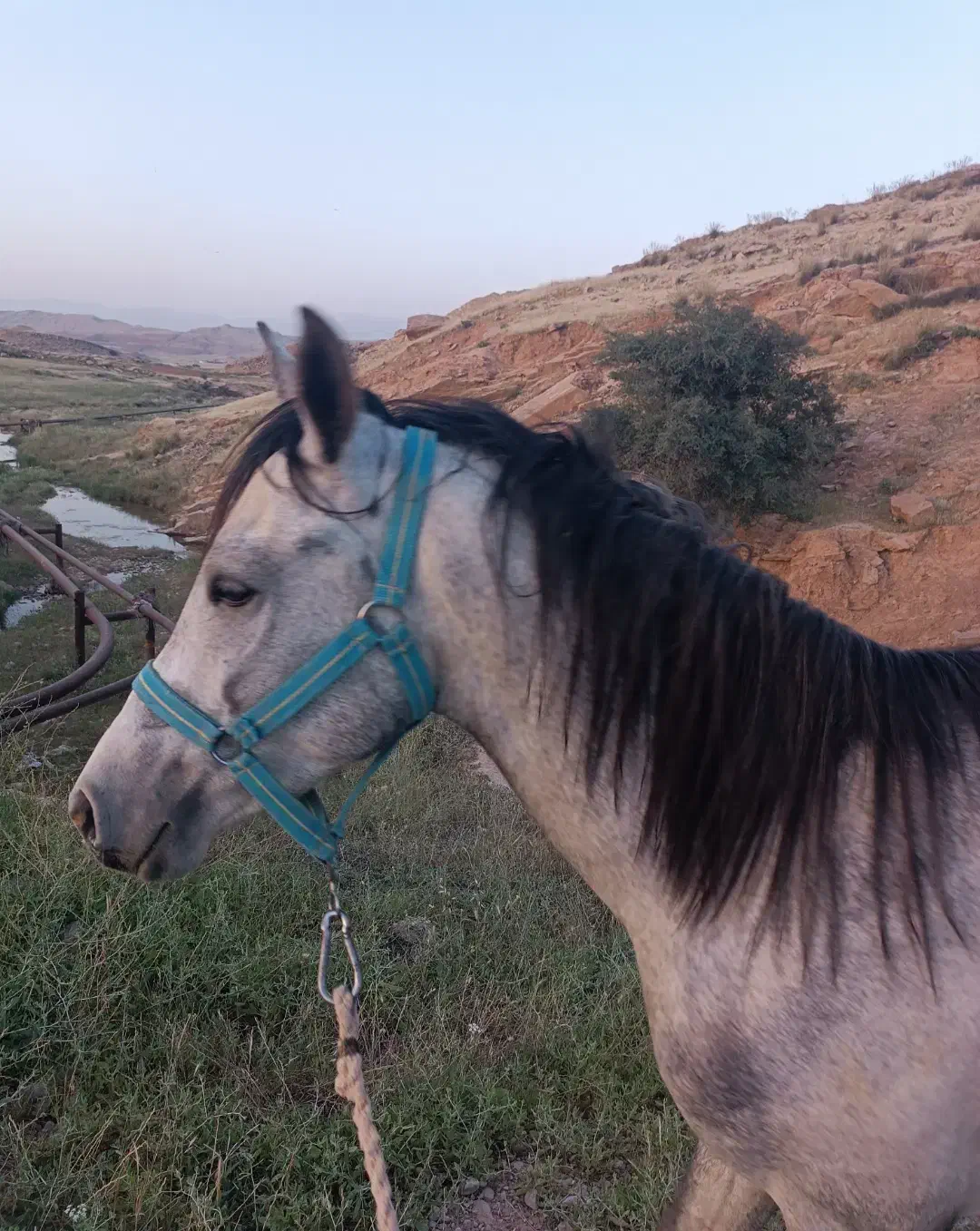 اسب نر ، دوساله ، مدارک دار|اسب و تجهیزات اسبسواری|مسجد سلیمان, |دیوار