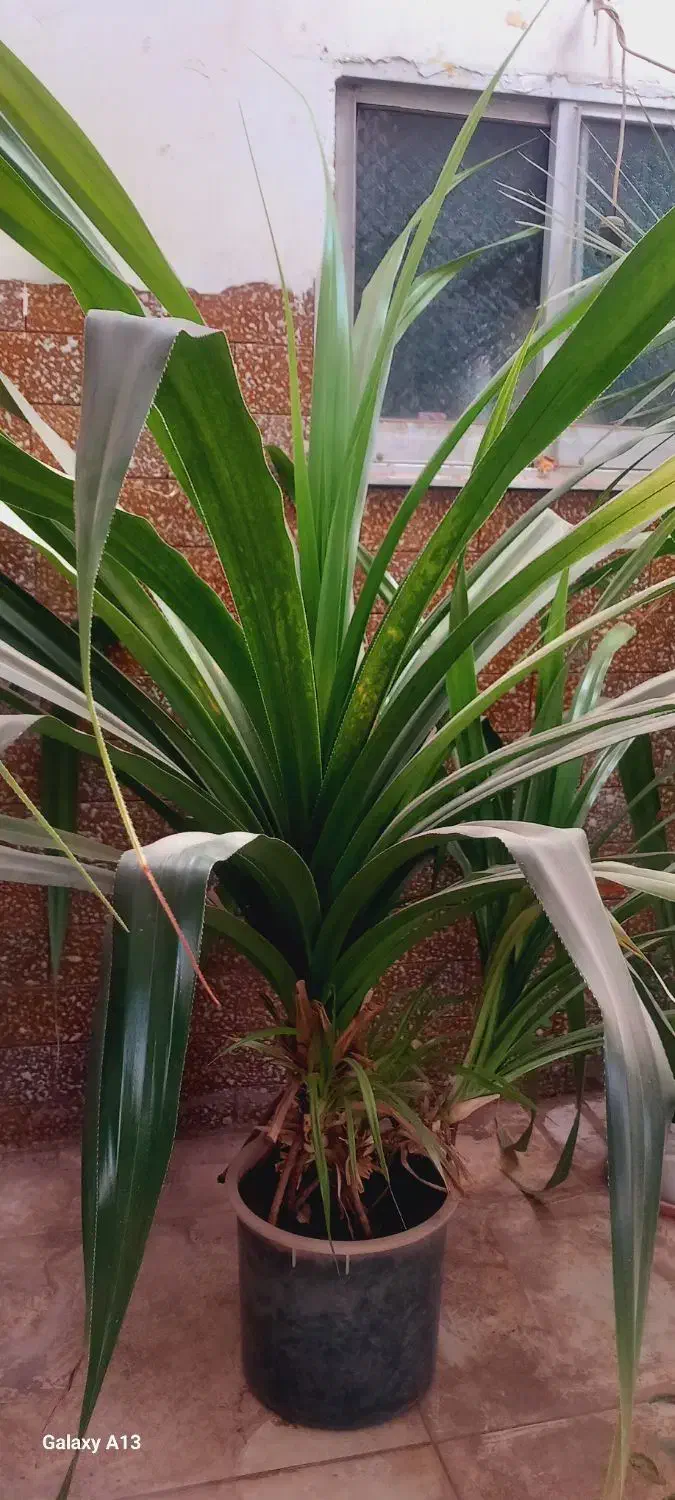 گل پاندانوس|گل و گیاه طبیعی|نیشابور, خیام|دیوار