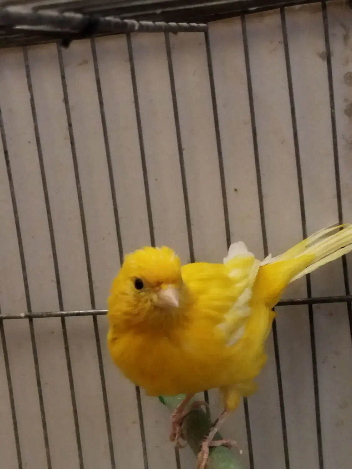 ماده قناری جوان + قناری نر|پرنده|خمینی‌شهر, |دیوار