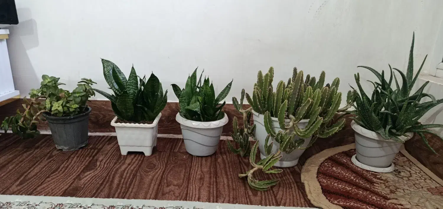 گل های کاکتوس و گل های زیبا|گل و گیاه طبیعی|ارومیه, |دیوار