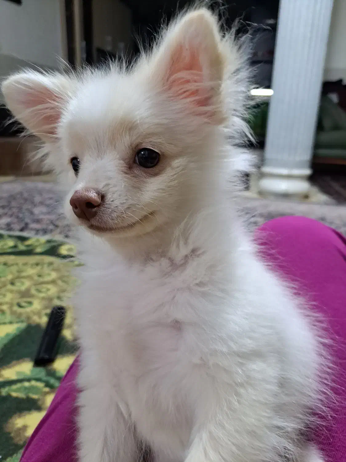 فروش توله سگ پامر|سگ|سیرجان, |دیوار