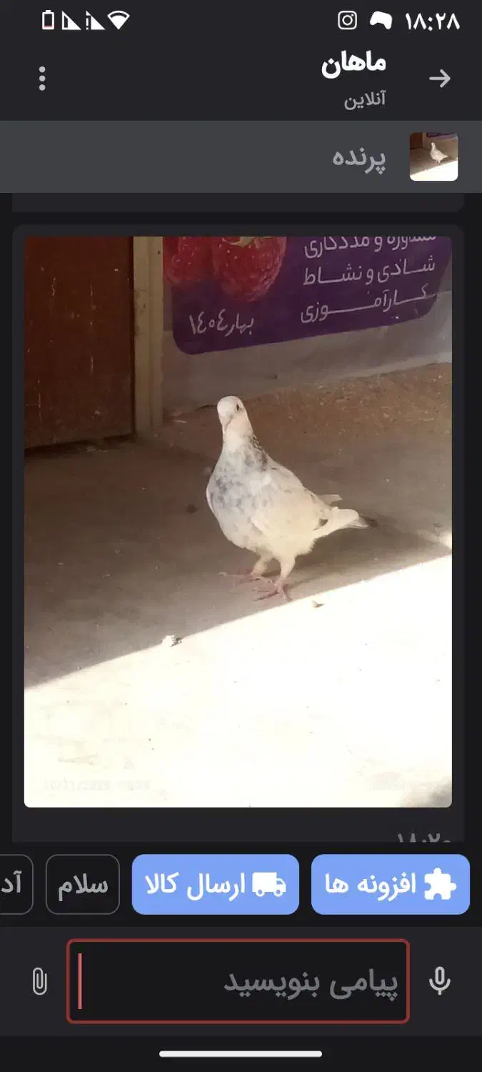 کبوتر مسافتی|پرنده|گنبد کاووس, |دیوار