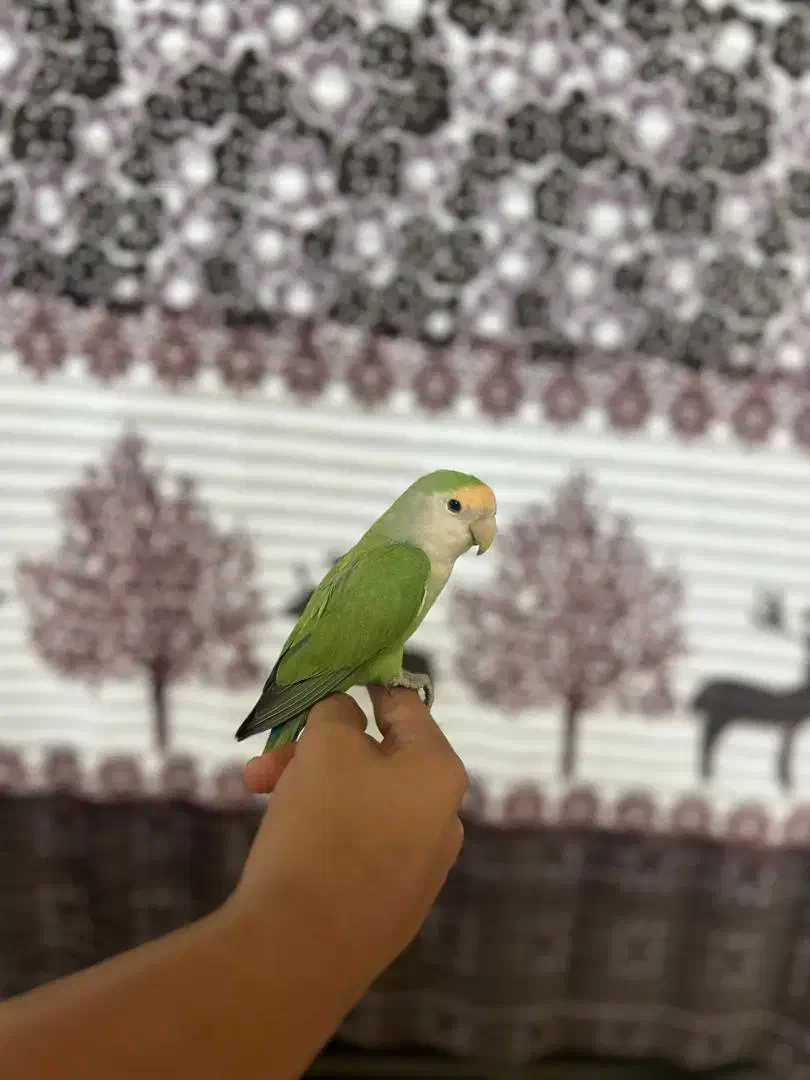 طوطی برزیلی دستی|پرنده|شوش, |دیوار