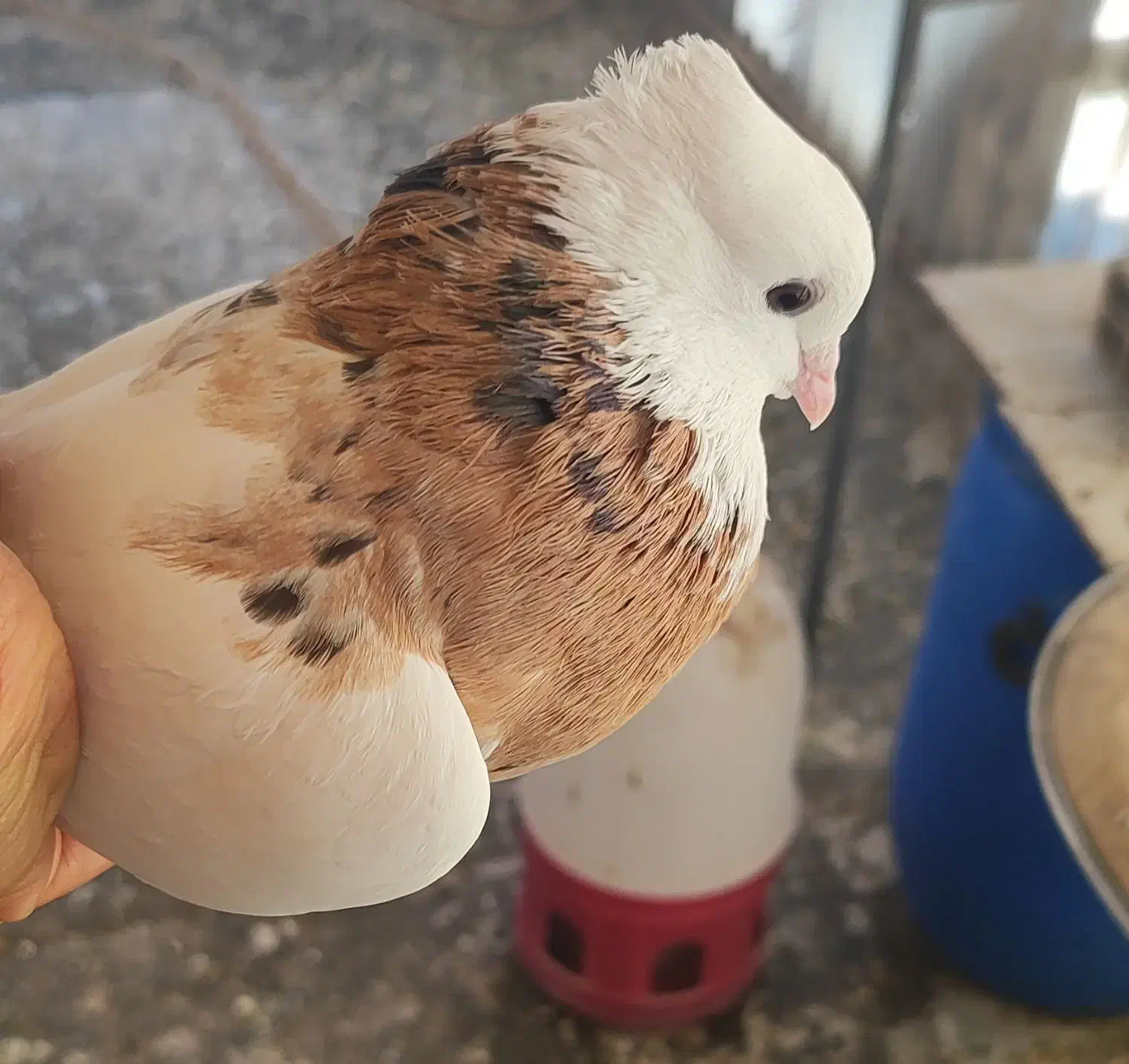 طوقی هفت رنگ|پرنده|اقبالیه, |دیوار