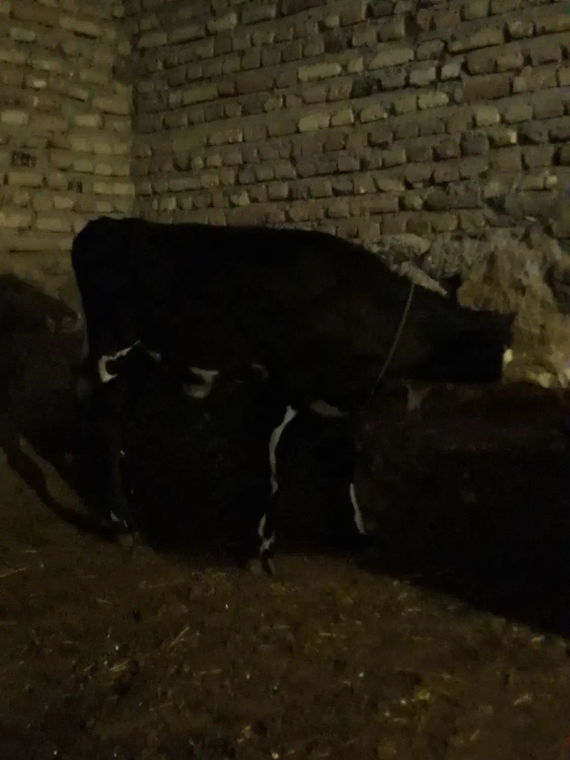 گوساله|حیوانات مزرعه|هیر, |دیوار