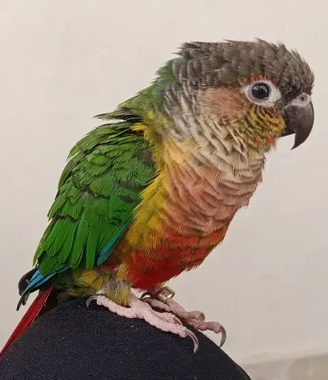 گرینچیک گمشده|حیوانات|ساوه, |دیوار