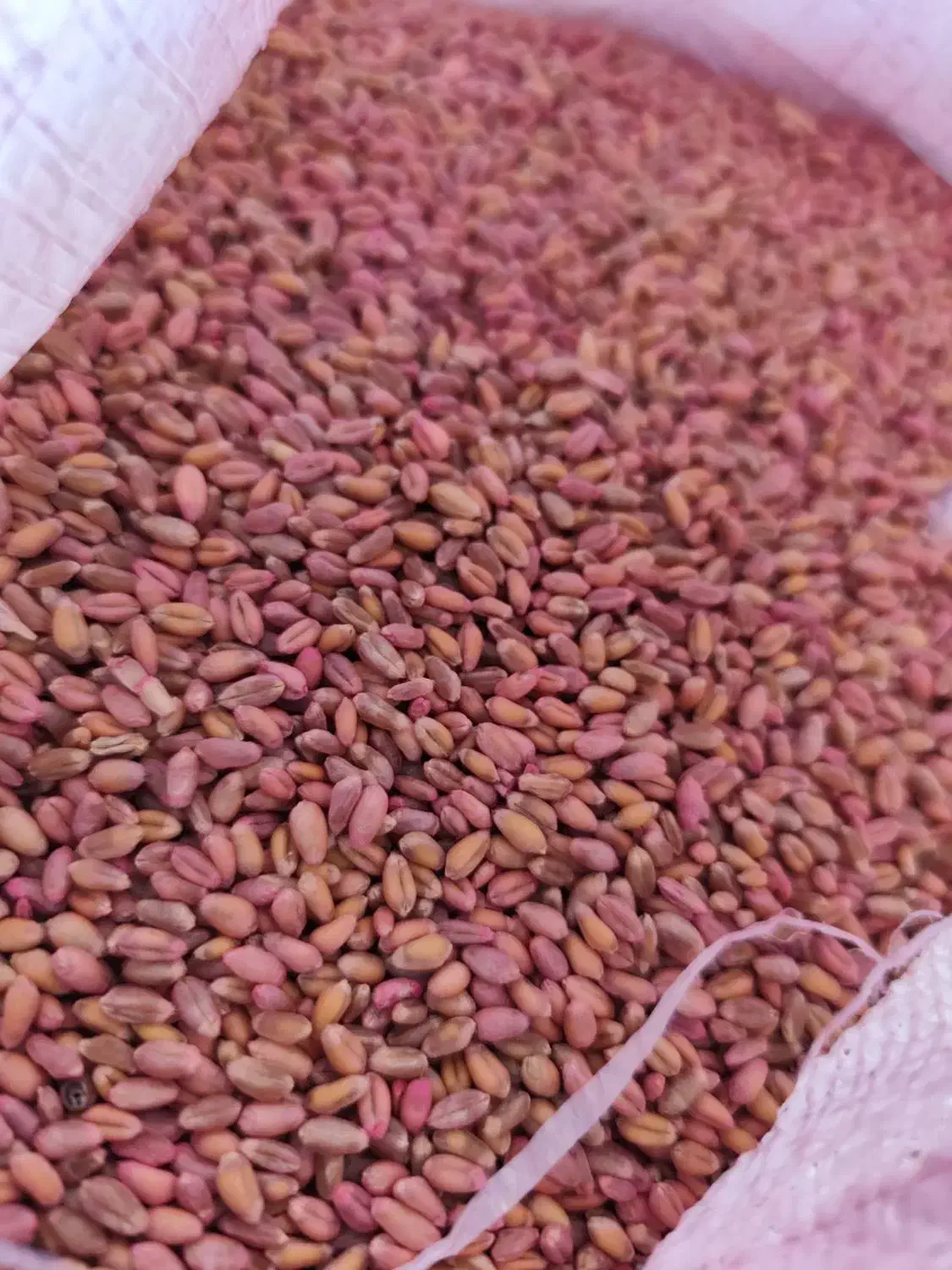 فروش گندم آبی دروم|خدمات باغبانی و درختکاری|بیلوار, |دیوار