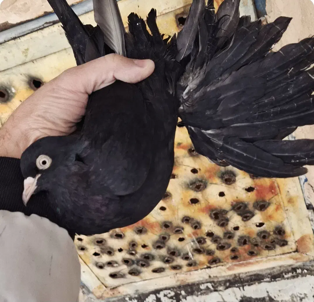 کبوتر قره وقرمز|پرنده|اهر, |دیوار