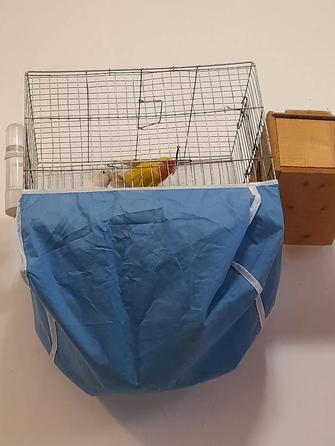 عروس هلندی|پرنده|احمدسرگوراب, |دیوار