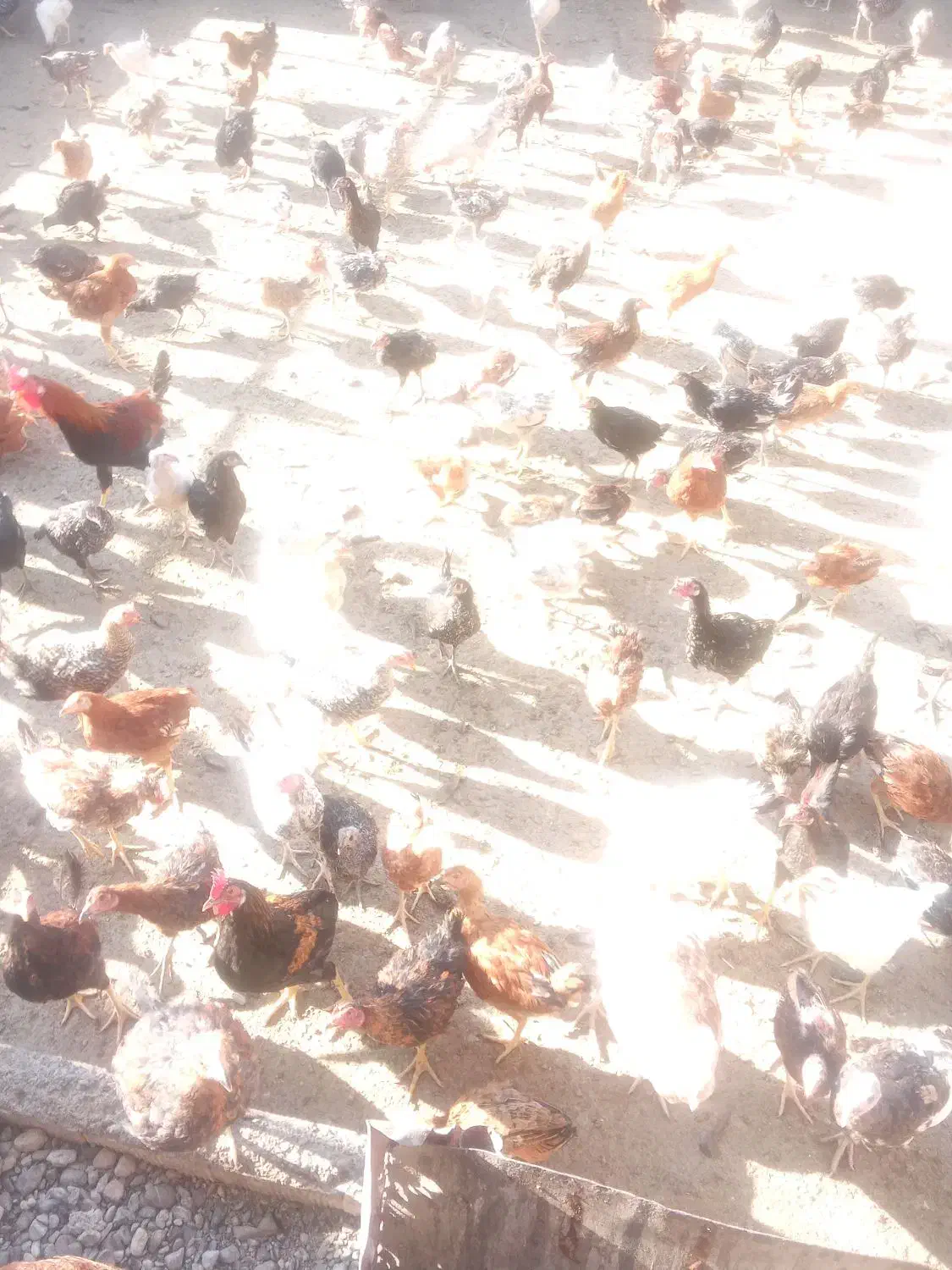 جوجه های بزرگ|حیوانات مزرعه|صحنه, |دیوار