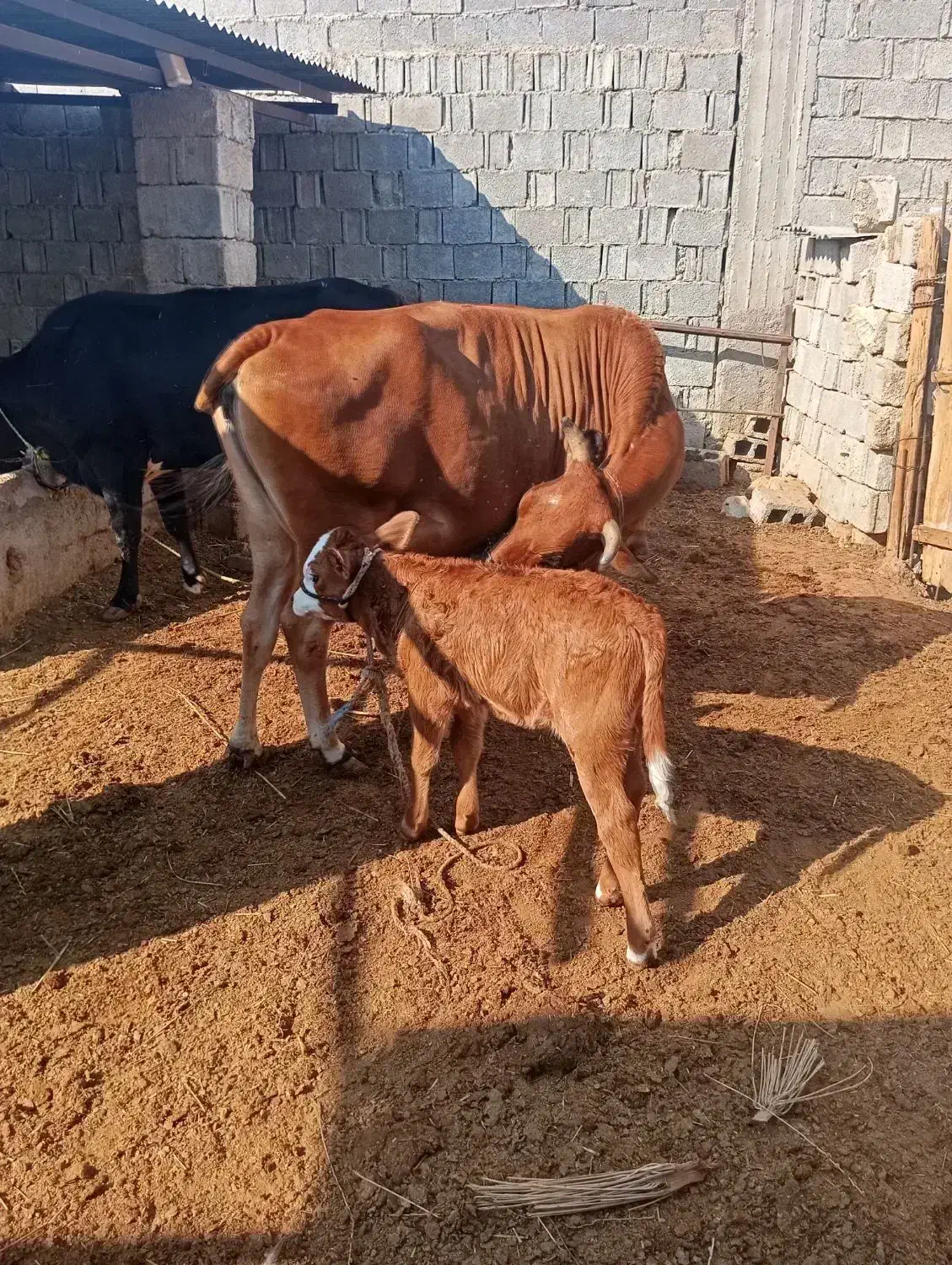 فروش گاو جرسی با گوسالههای یکماهه|حیوانات مزرعه|جغین, |دیوار
