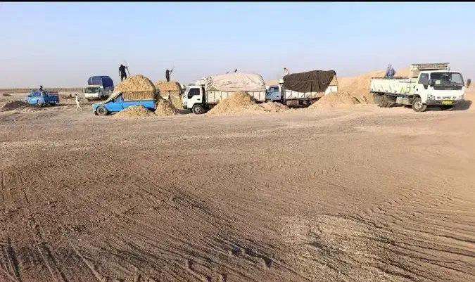 کاه نیشکر جایگزین کاه گندم ارزان و بصرفه|حیوانات مزرعه|آمل, |دیوار