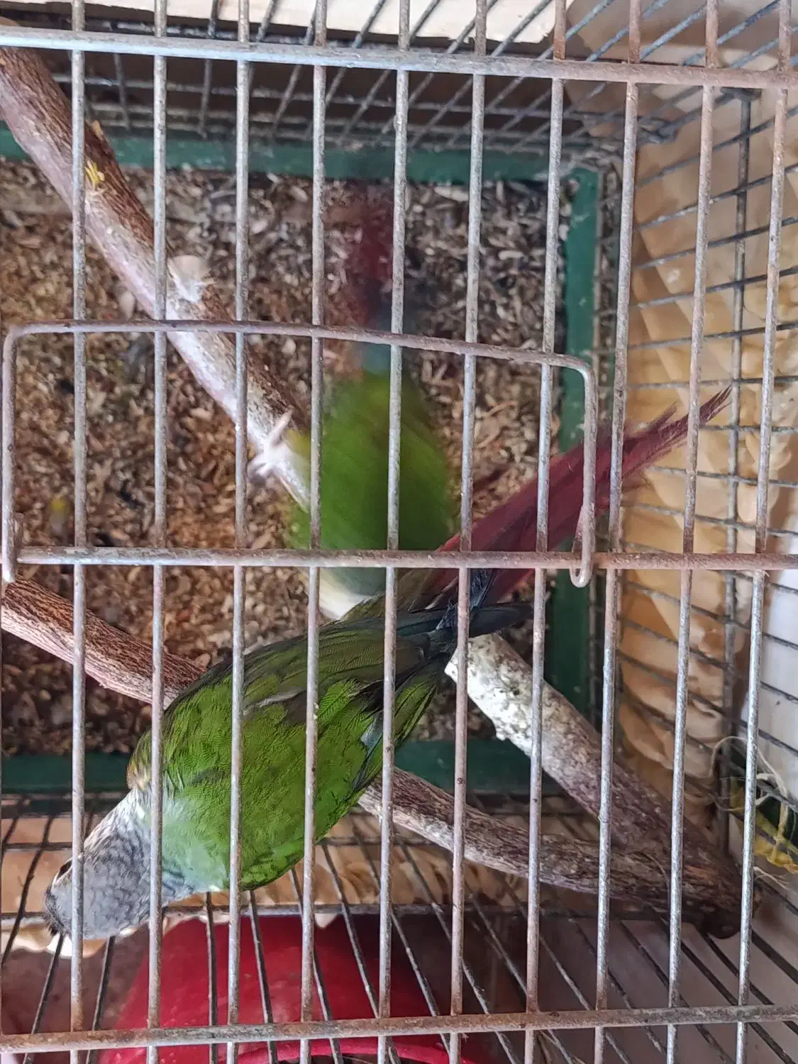 گرینچیک فول دبل رد با سابقه جوجه دهی|پرنده|رشت, گلسار|دیوار