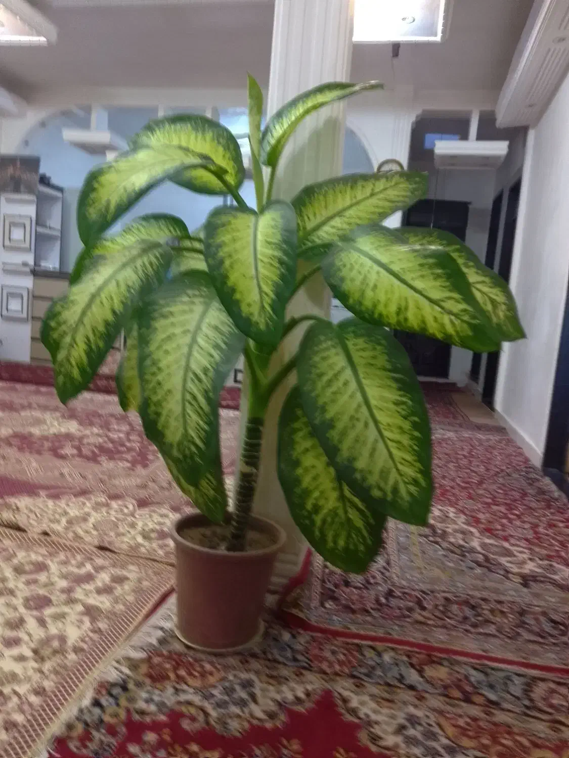 گل فروشی|گل و گیاه طبیعی|اهر, |دیوار