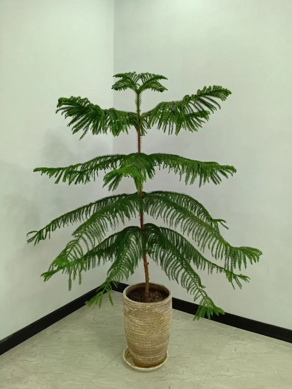 کاج مطبق و سانسوریا|گل و گیاه طبیعی|هشتگرد, فاز ۱ مهستان|دیوار