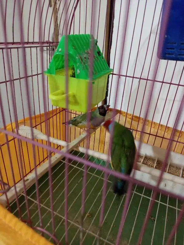 فنچ گلدین  ۲ جفت|پرنده|خوی, |دیوار