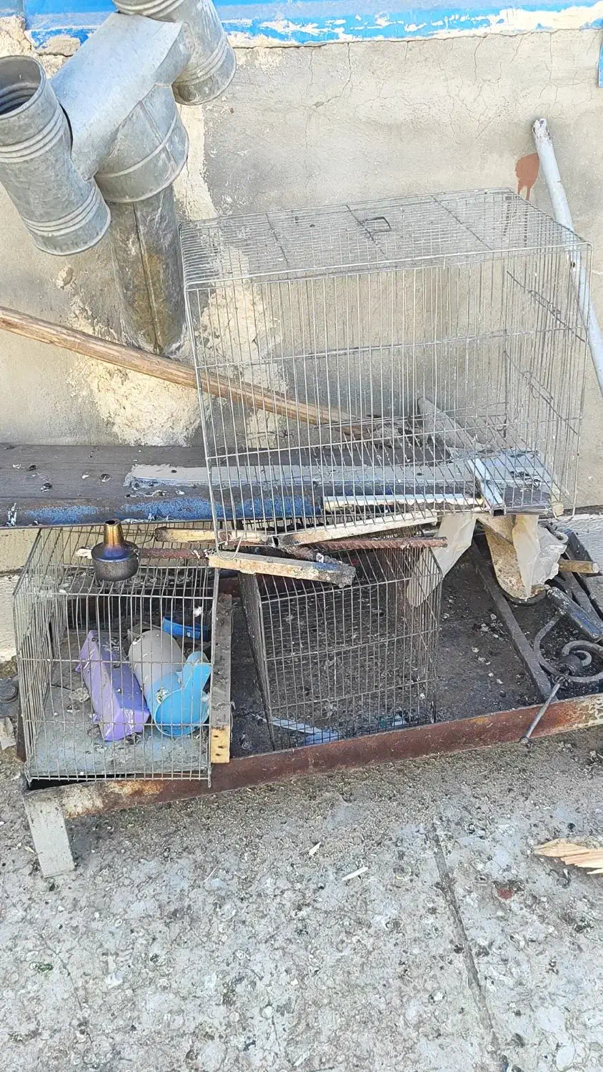 کبوتر|پرنده|شاهینشهر, شهرک پردیس|دیوار