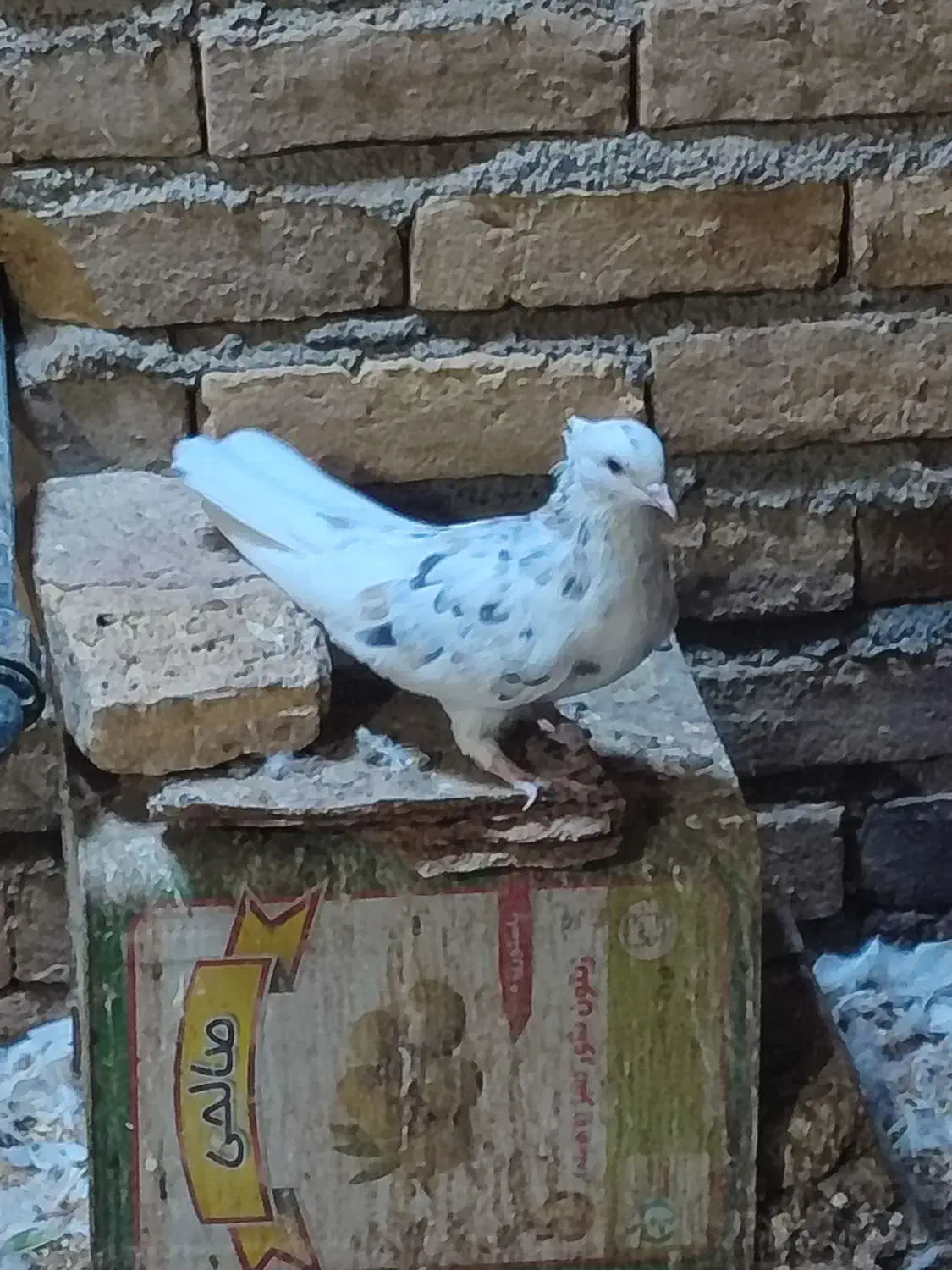 کبوتر|پرنده|سبزوار, کلاته سیفر|دیوار