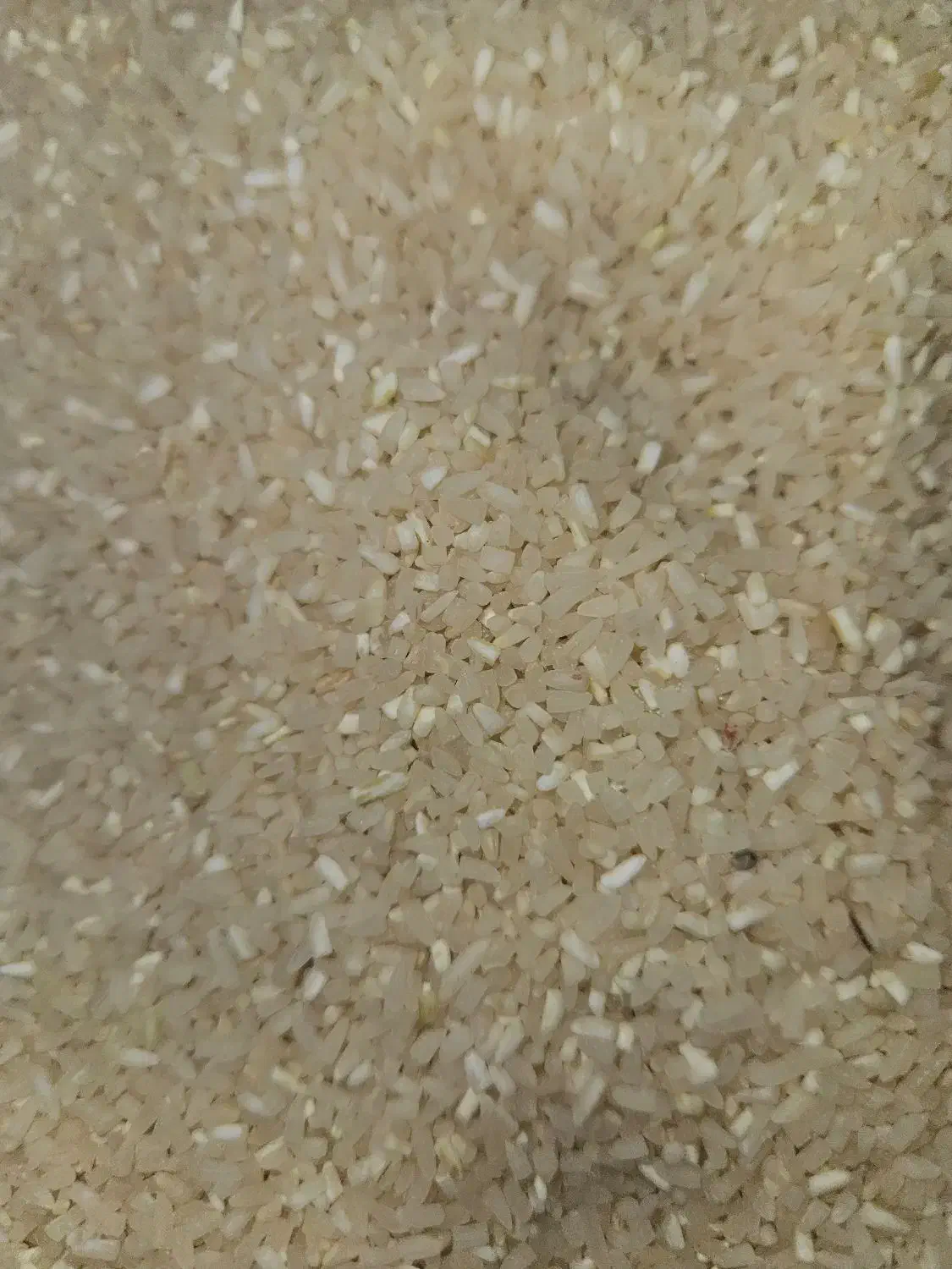 برنج نیم دانه فجر امسالی زیر قیمت|خوردنی و آشامیدنی|پاکدشت, پاکدشت (مامازند)|دیوار