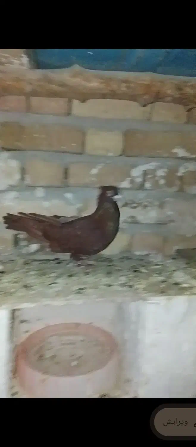 باسلام کبوتر سرخ نر شرور شرور|پرنده|زاغه, |دیوار