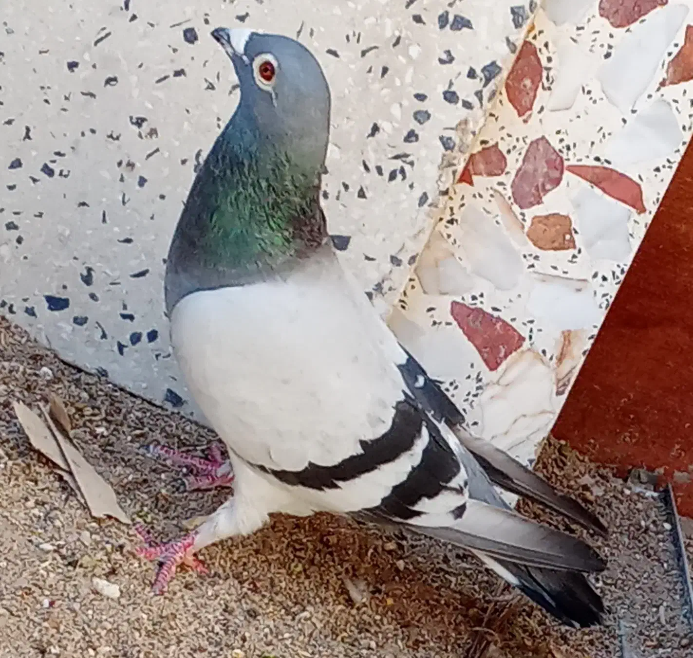 کبوتر دالکی|پرنده|برازجان, |دیوار