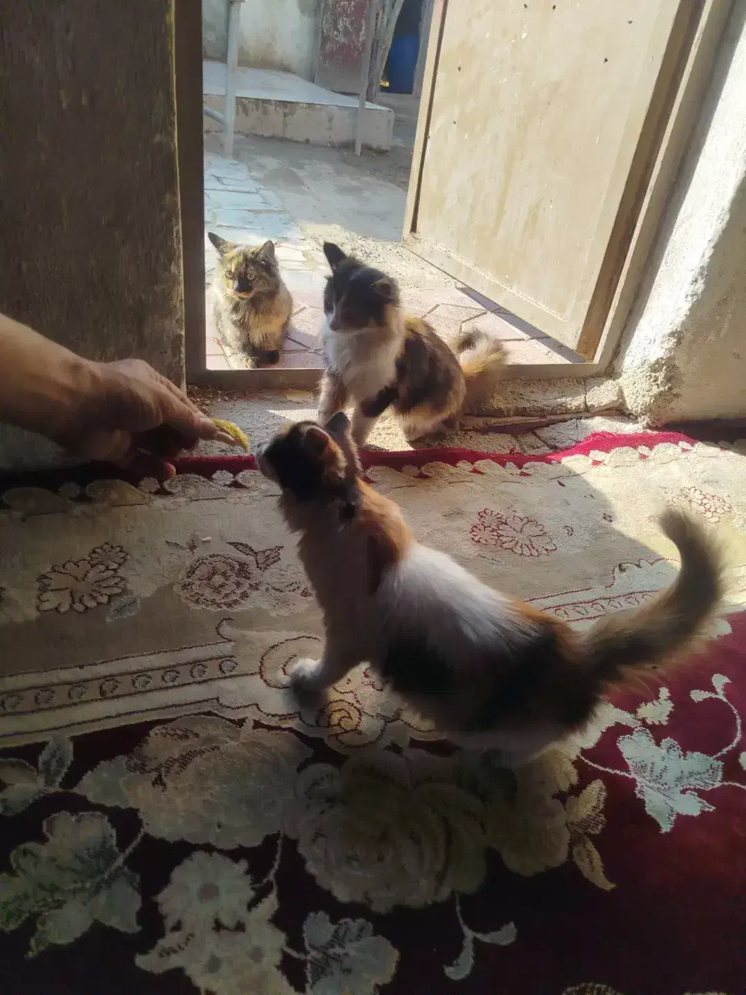 گربه خانگی|گربه|کهریزک, |دیوار