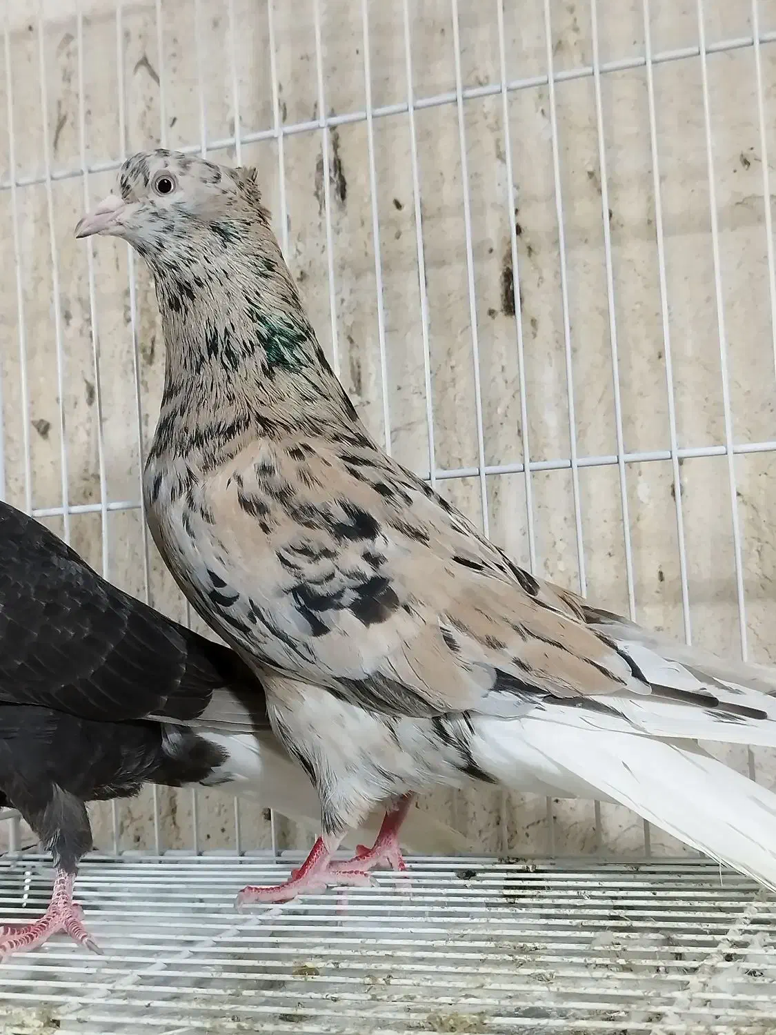 هفت‌رنگ دم سفید زاغ دم‌سفید|پرنده|مشهد, اقبال|دیوار