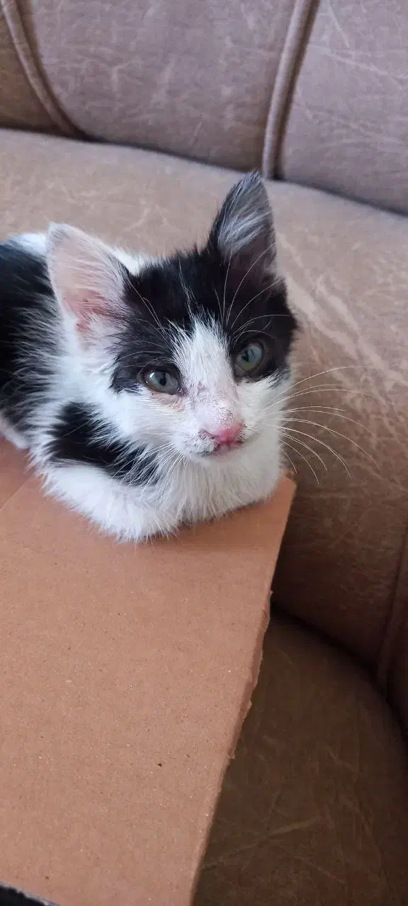 واگذاری گربه|گربه|کرج, شهرک فهمیده|دیوار