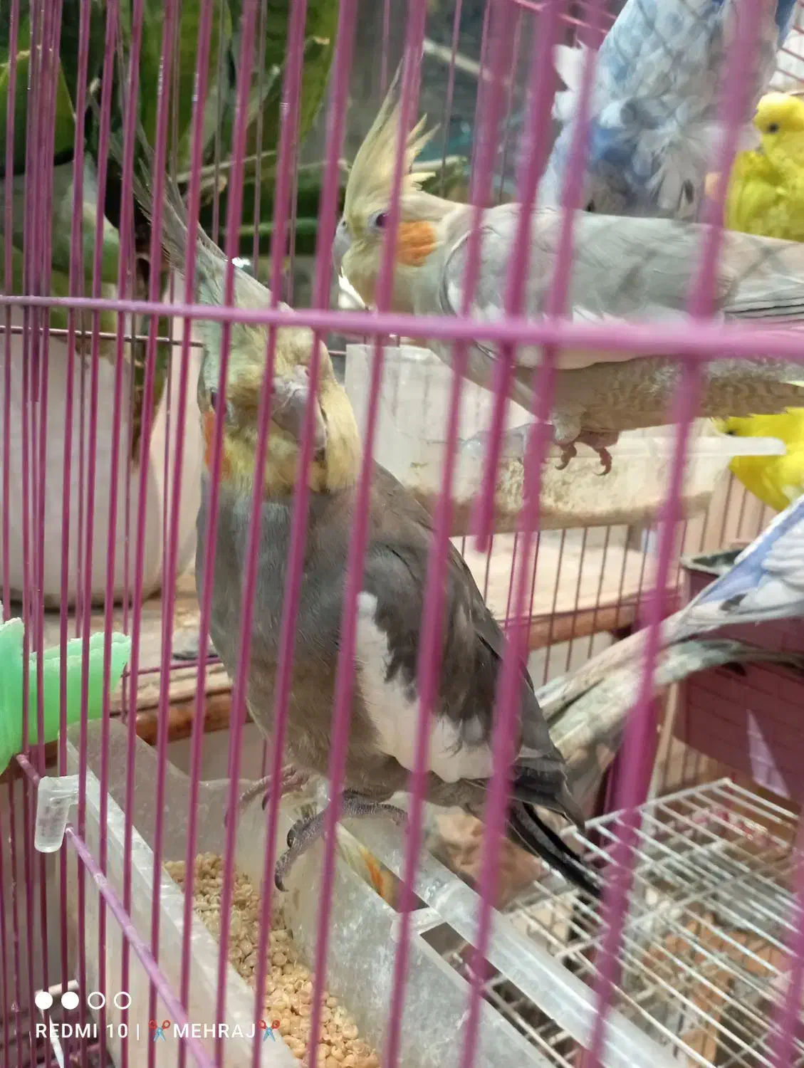 پرنده|پرنده|مینودشت, |دیوار