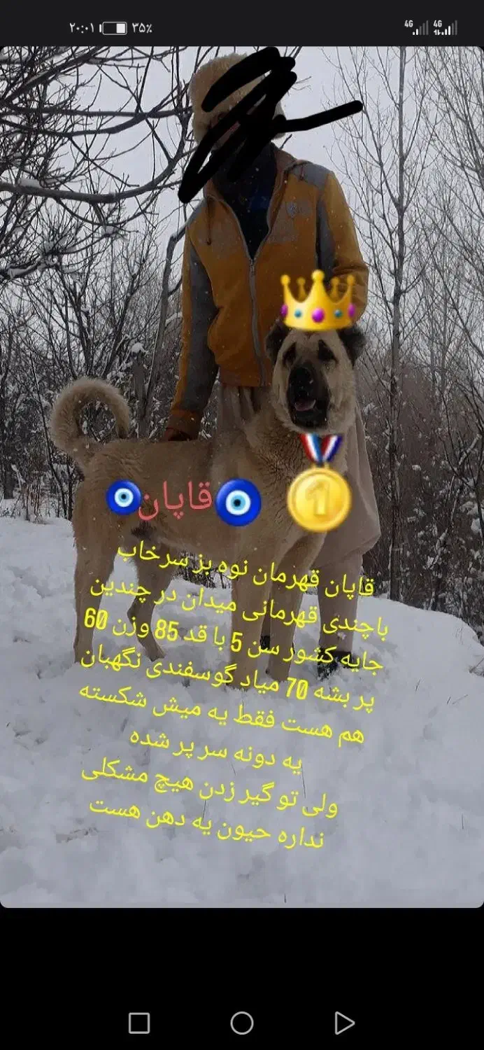 واگذاری سگ سرابی نر نوه بز سرخاب.. پژدرهم دارم|سگ|مشهد, میان ولایت|دیوار