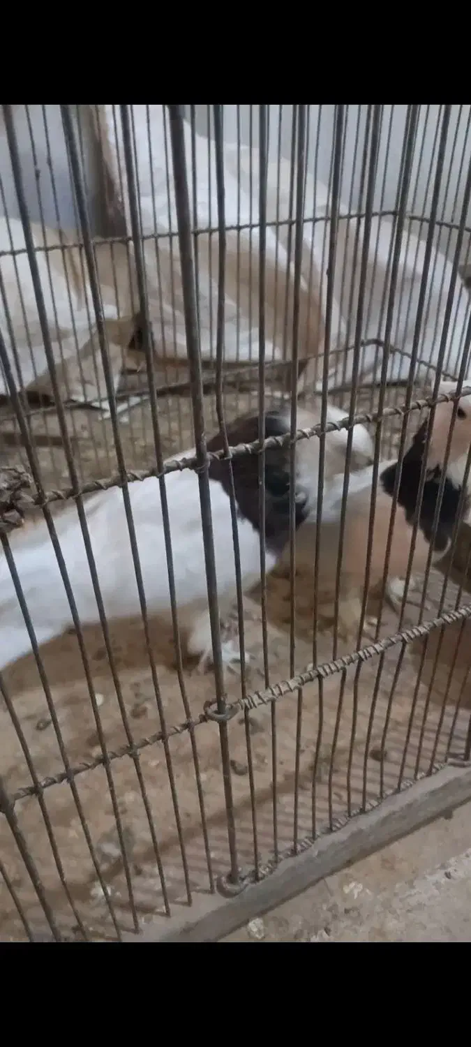 کبوتر طوقی سرور|پرنده|قم, شهرک مهدیه (مدرس)|دیوار