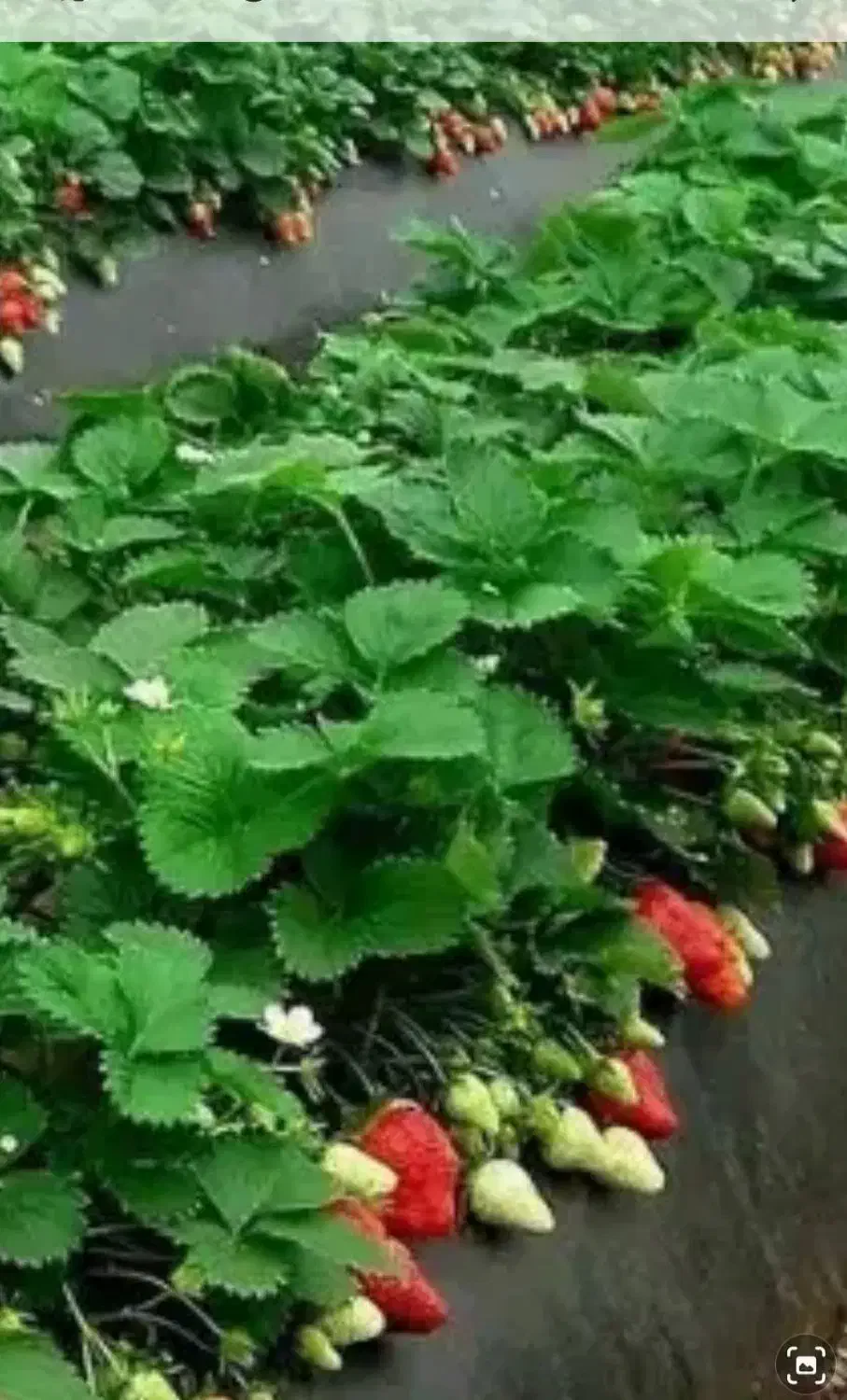 سوله  تولید گیاهان گلخانه ای|خدمات باغبانی و درختکاری|سبزوار, قصبه شرقی|دیوار