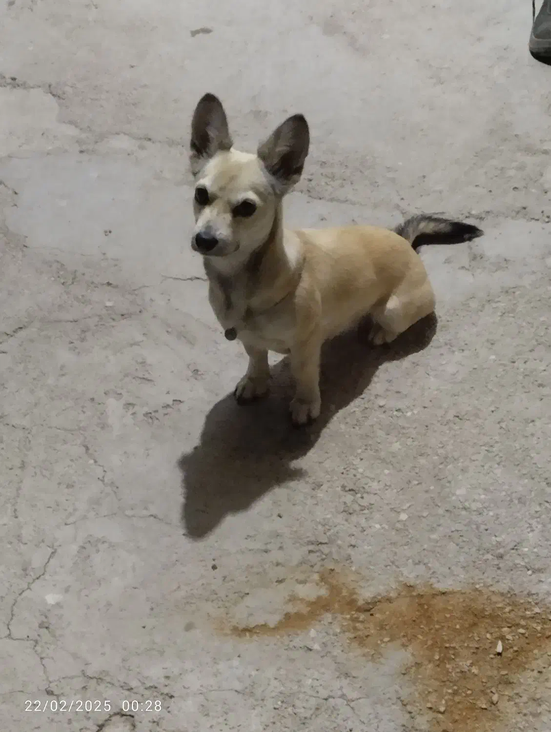 دزدیده شده یابنده مژدگانی ویژه|سگ|جم, |دیوار