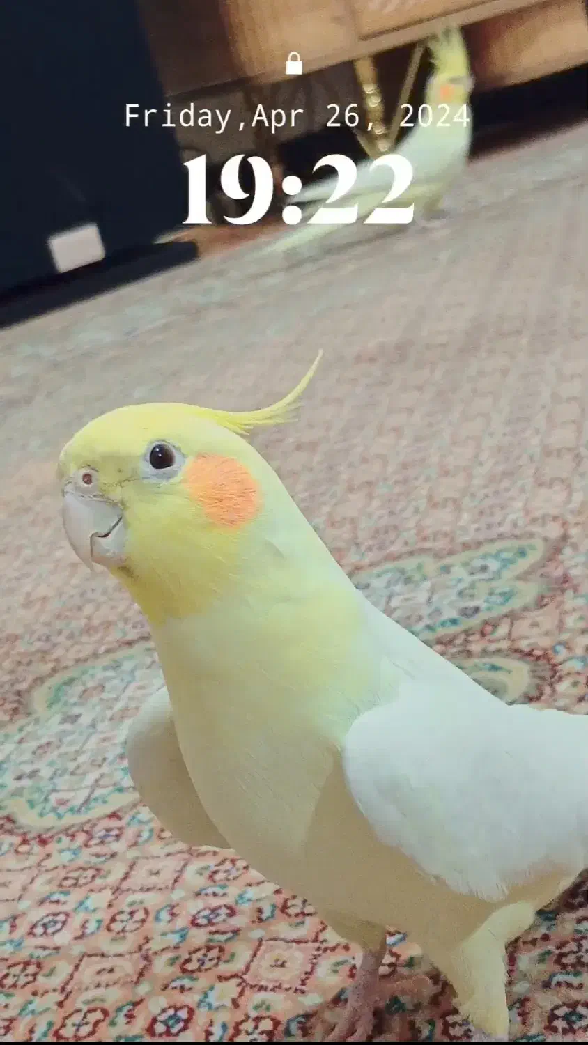 عروس هلندی سخنگو(۱۰کلمه)همراه با قفس و لوازم|پرنده|گلستان (تهران), |دیوار