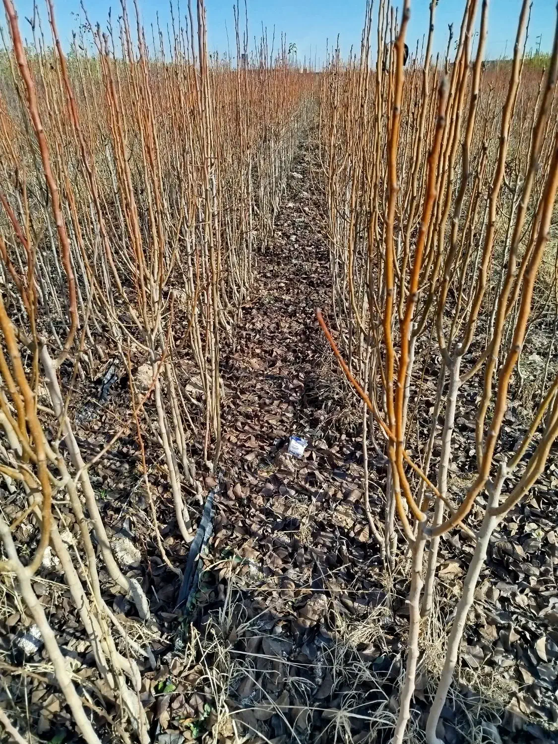 نهالستان|خدمات باغبانی و درختکاری|مشهد, توس فردوسی|دیوار