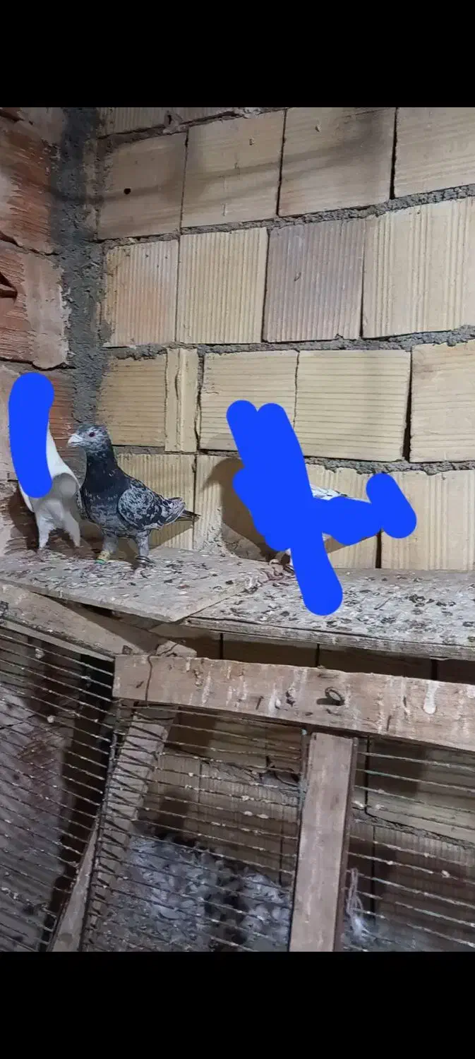 کبوتر|پرنده|شیروان (خراسان), |دیوار