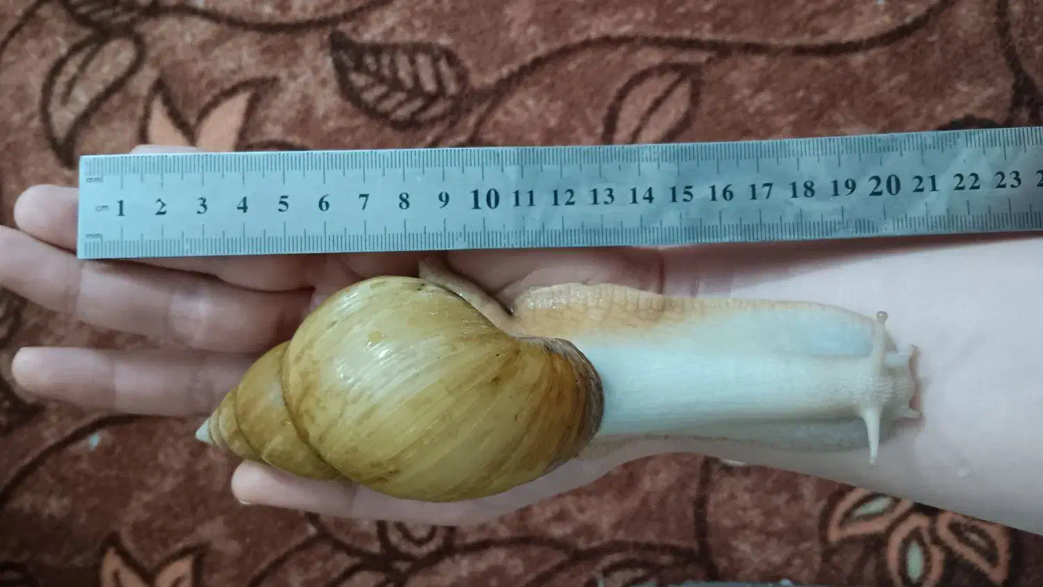 حلزون|خزنده|قم, سید معصوم|دیوار