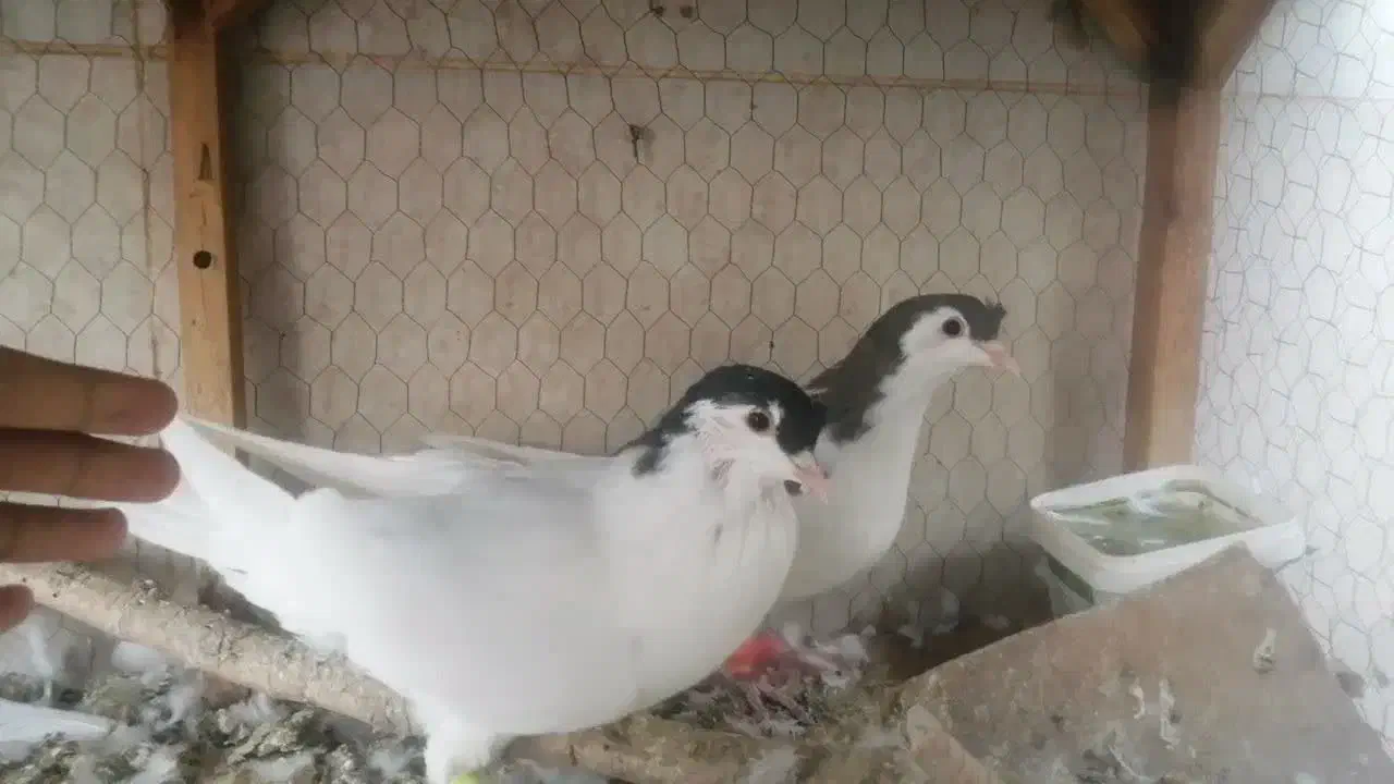 فروش یک جفت ساده شاخی|پرنده|کاشمر, |دیوار