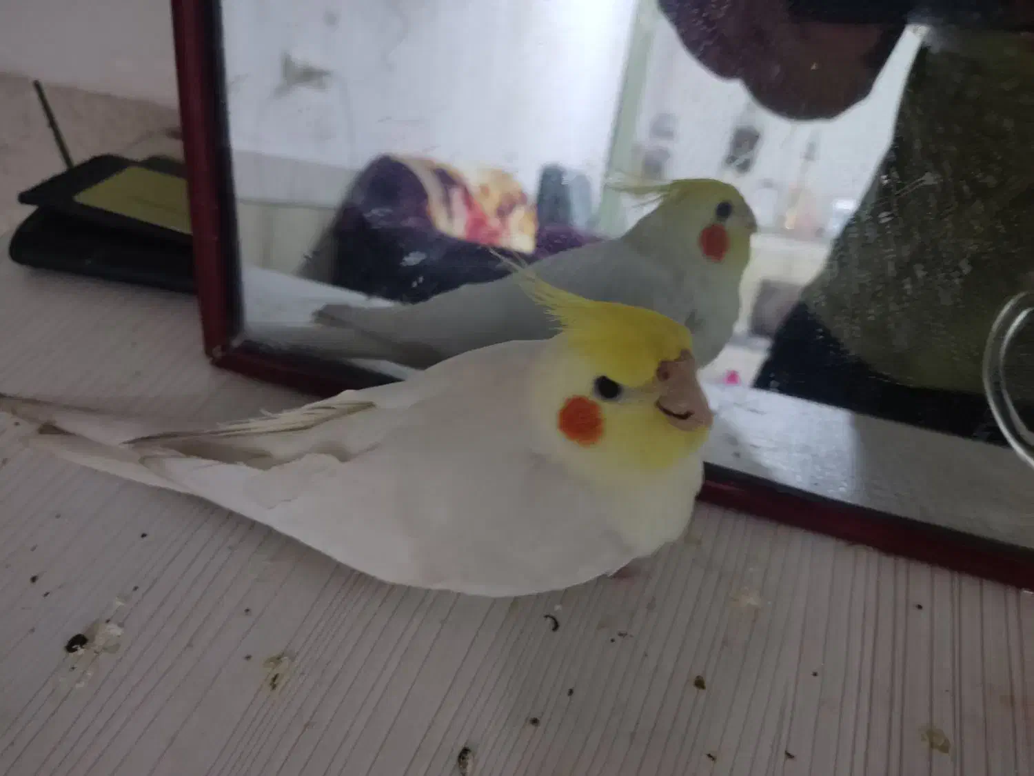 گمشده عروس هلندی|حیوانات|بردسیر, |دیوار