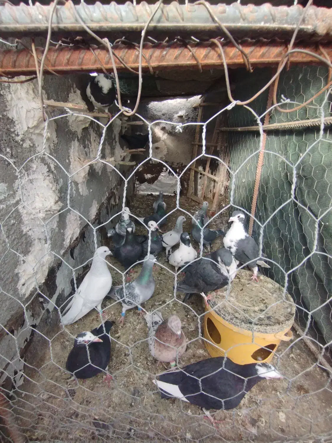 کبوتر|پرنده|ایرانشهر, |دیوار