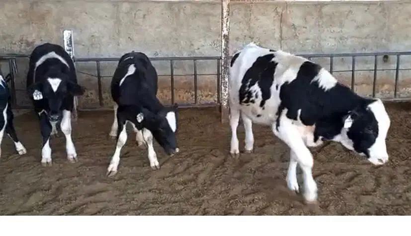 گوساله ماده|حیوانات مزرعه|کرج, فاز ۴ مهرشهر|دیوار