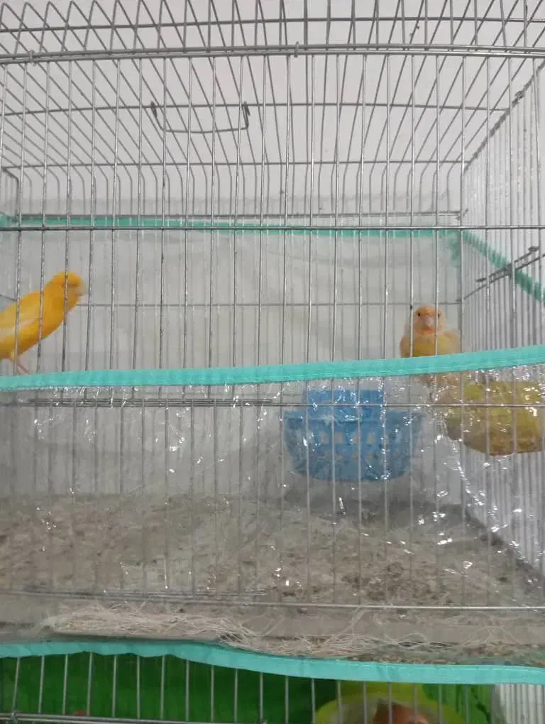 قناری|پرنده|بندرعباس, |دیوار