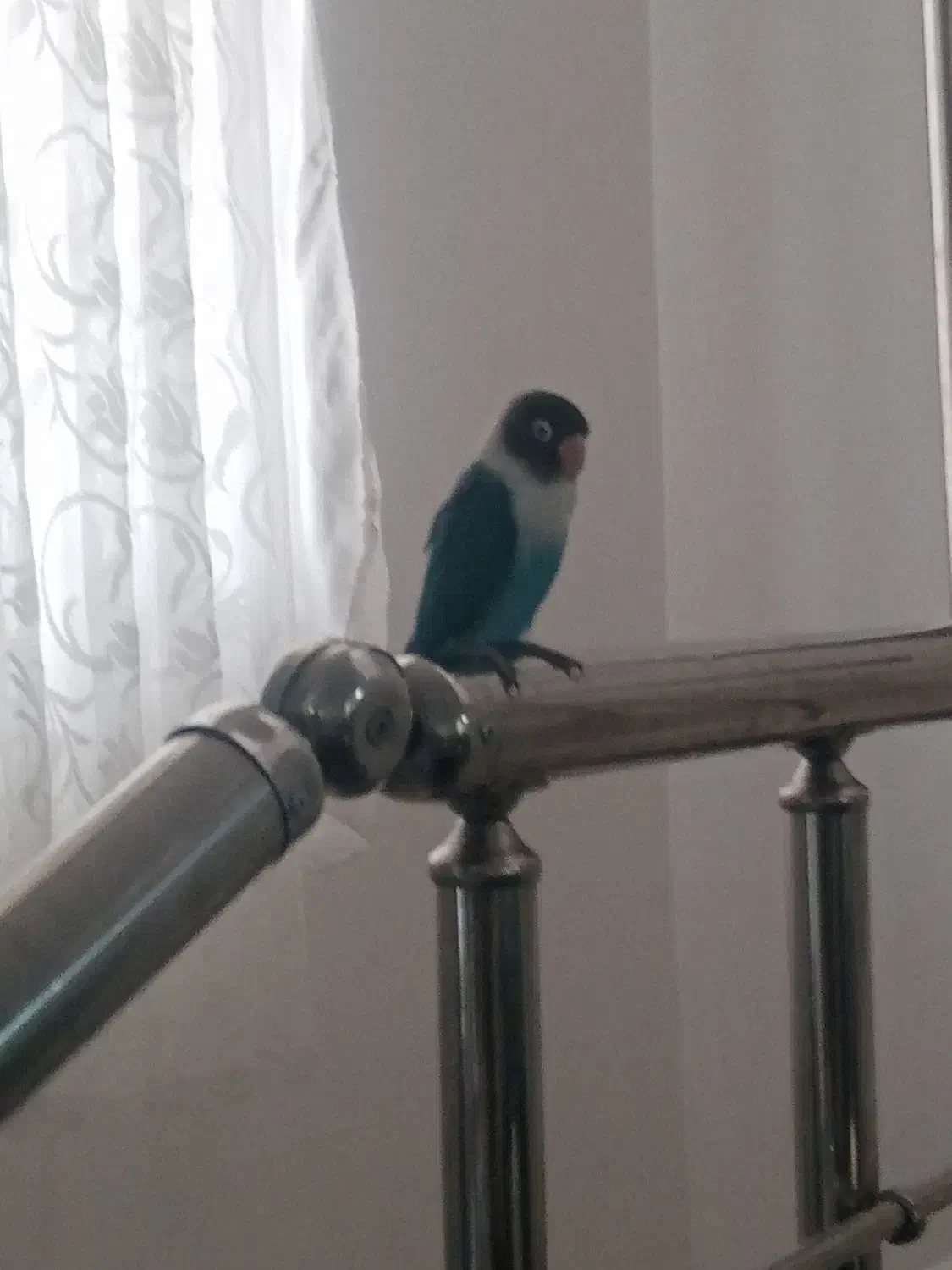 طوطی|پرنده|بم, |دیوار